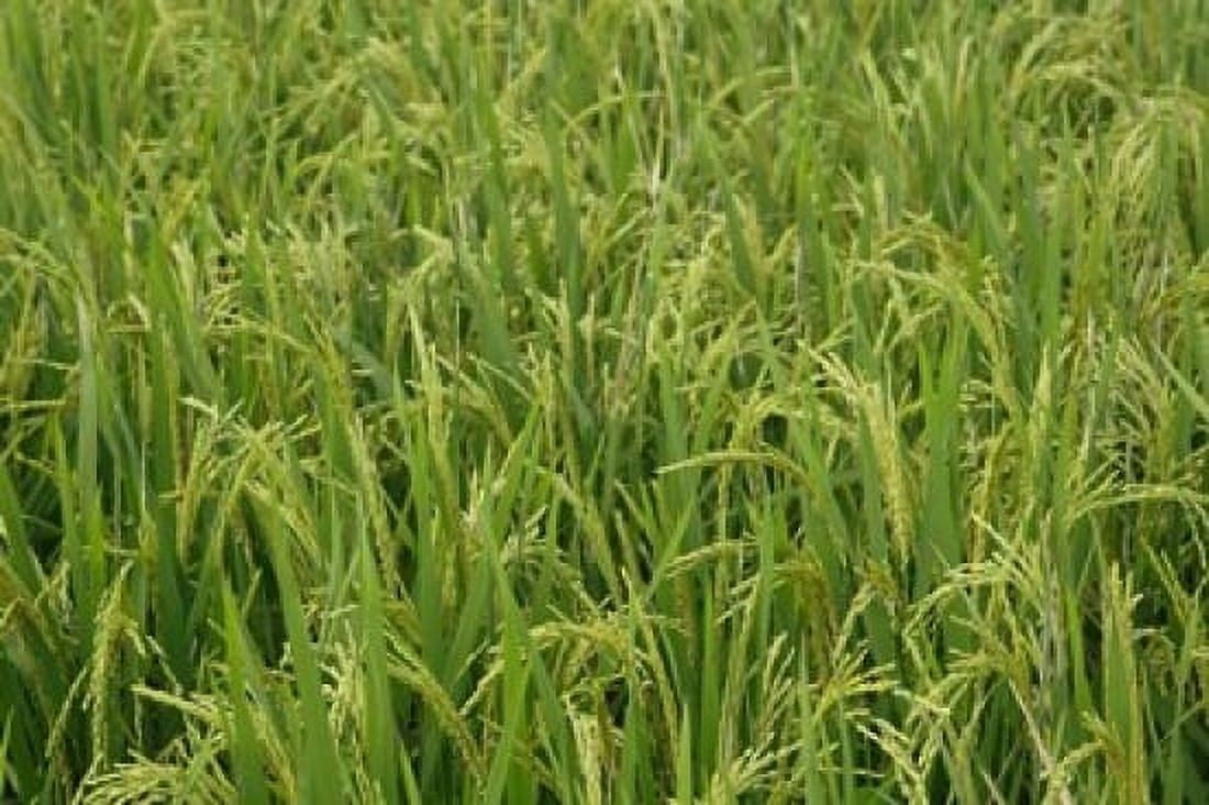 Agriculture Rice field near Guilin China Canvas Art - Adam Jones DanitaDelimont (35 x 23)