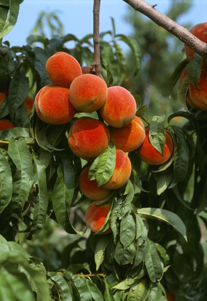 Agriculture - Ripe peaches on the tree ready for harvest Sussex County Delaware USA Canvas Art - Robert Bennett Design Pics (12 x 18)
