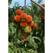 Agriculture - Ripe peaches on the tree  ready for harvest / Sussex County  Delaware  USA. Poster Print
