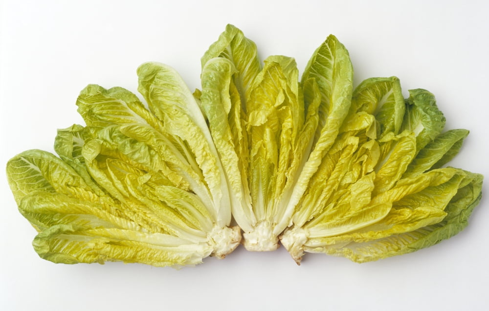 Agriculture - Romaine lettuce hearts fanned out on a white surface studio Canvas Art - Ed Young Design Pics (19 x 12)
