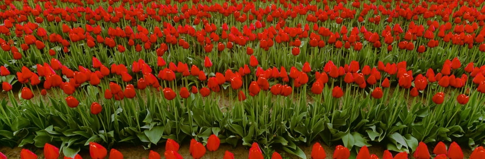 Agriculture - Rows of red tulips in a commercial flower field Skagit Valley Washington USA Canvas Art - Charles Blakeslee Design Pics (36 x 12)