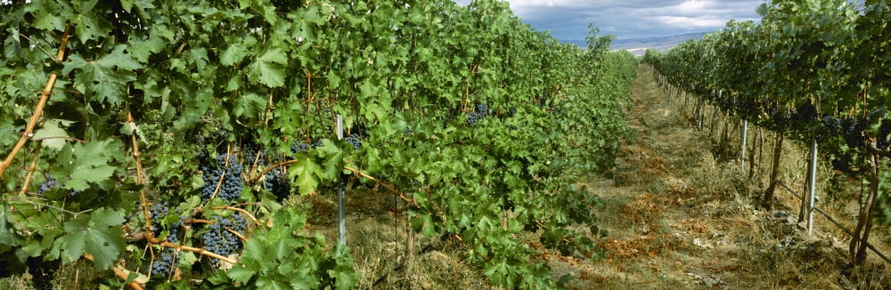 Agriculture - Vineyard of mature Cabernet Sauvignon wine grapes ready for harvest Walla Walla County Washington USA Canvas Art - Charles Blakeslee Design Pics (36 x 12)