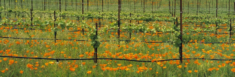Agriculture - Wine grape vineyard in early Spring showing early foliage with poppies growing in the row middles Santa Barbara County California USA Canvas Art - Timothy Hearsum Design Pics (30 x 10)
