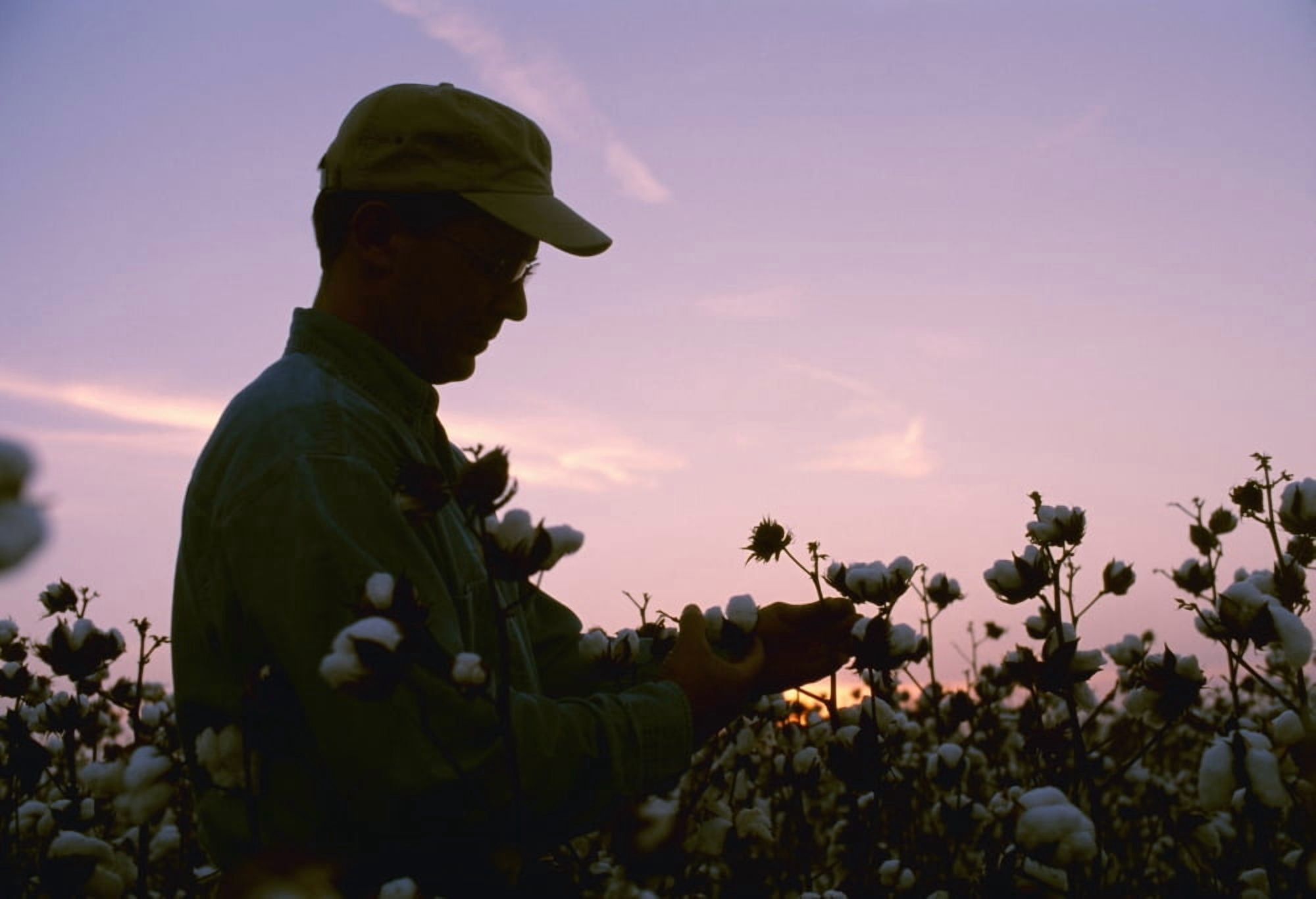 Agriculture - A farmer grower inspects his mature cotton crop prior to harvest at sunset Arkansas USA Canvas Art - Bill Barksdale Design Pics (36 x 24)