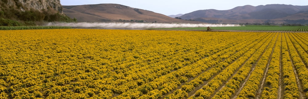 Agriculture - A field of commercially grown Marigold flowers with vegetable crops in the background Lompoc California USA Canvas Art - Timothy Hearsum Design Pics (31 x 10)