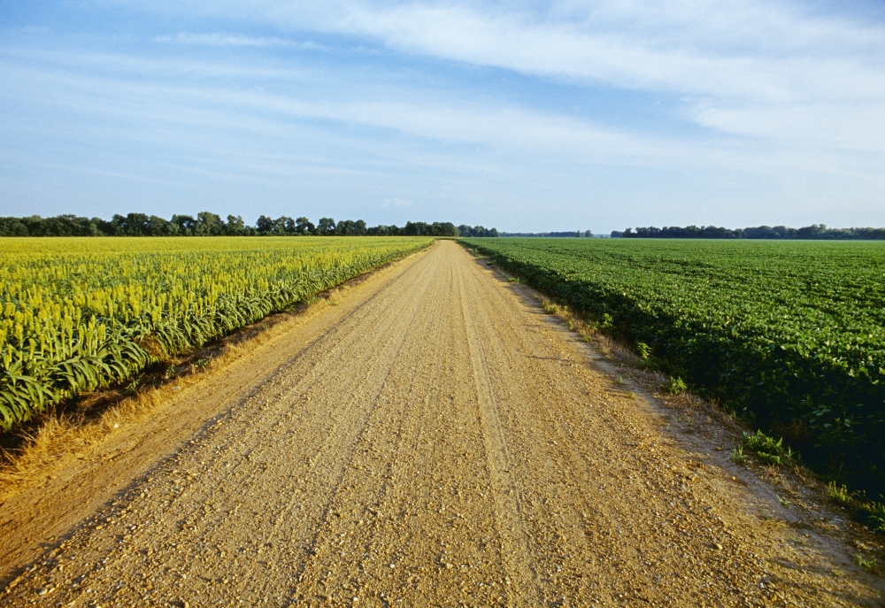 Agriculture - A gravel country road passes between fields of grain sorghum (l) and soybeans (r) in morning light Tennessee USA Canvas Art - Bill Barksdale Design Pics (18 x 12)