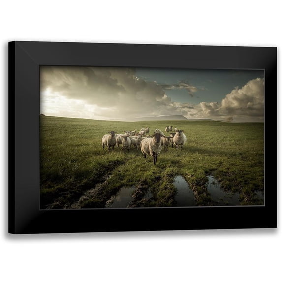 Ahern, David 14x10 Black Modern Framed Museum Art Print Titled - Sheep