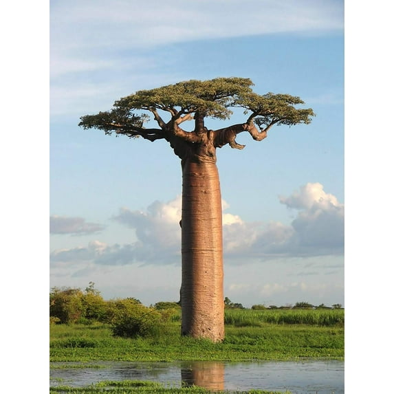 Ahimsa Store 5 Adansonia Grandidieri Plant Seeds, Beautiful Madagascar Tree