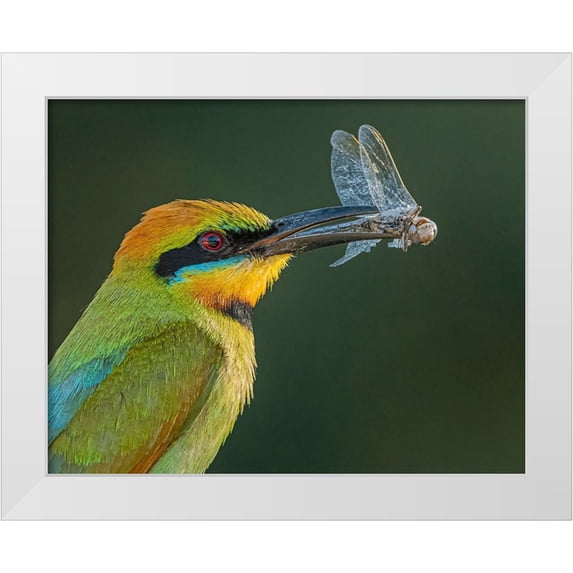 Ahmadabdelhameed 14x12 White Modern Wood Framed Museum Art Print Titled - Rainbow Bee-Eater