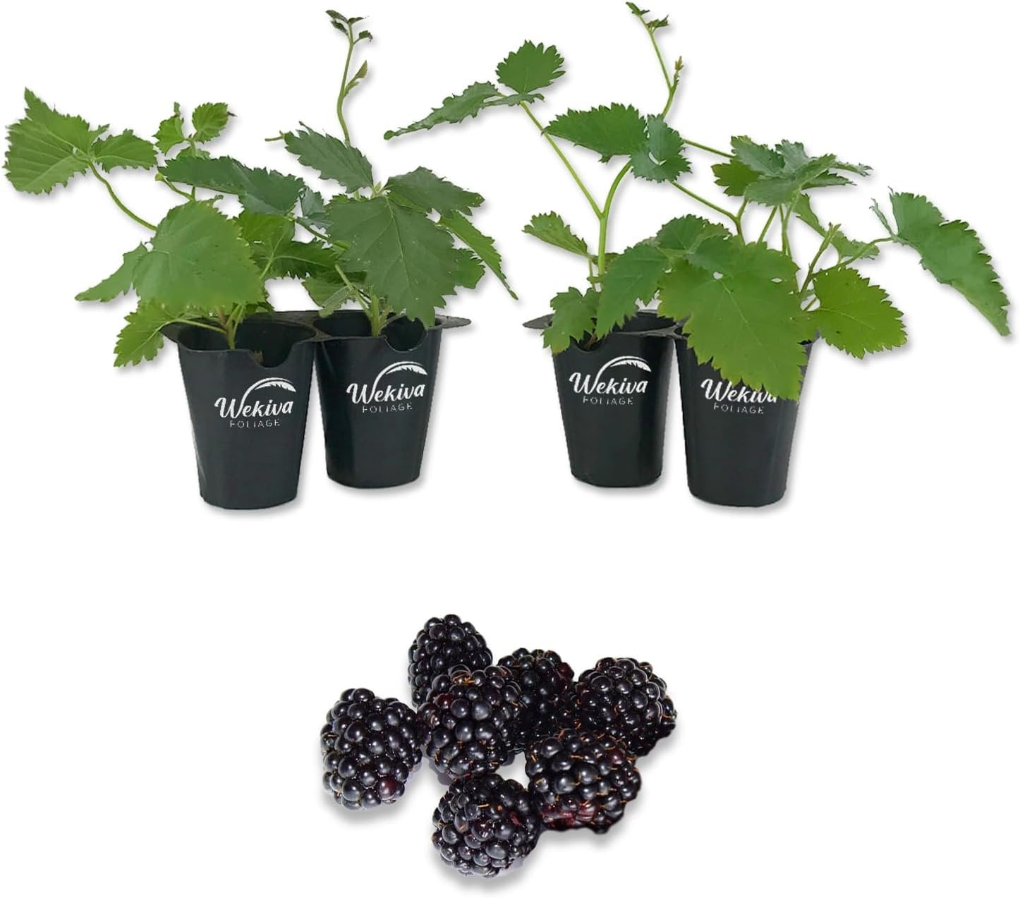 Ahpahchee BlackBerry Plant 4 Live Starter Plants Rubus Fruit Trees for The Patio and