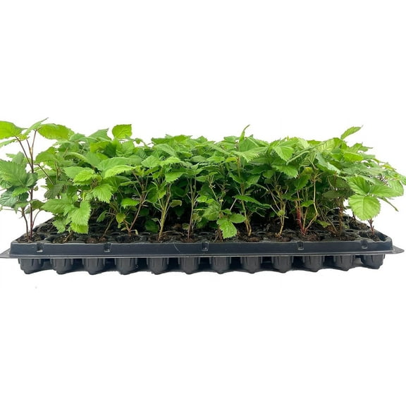 Ahpahchee BlackBerry Plant - 40 Live Starter Plants - Rubus - Fruit Trees for The Patio and Garden