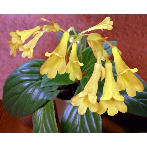 Aiko Asian Violet - Primulina - 2.5" Pot - House Plant/Terrarium/Fairy Garden