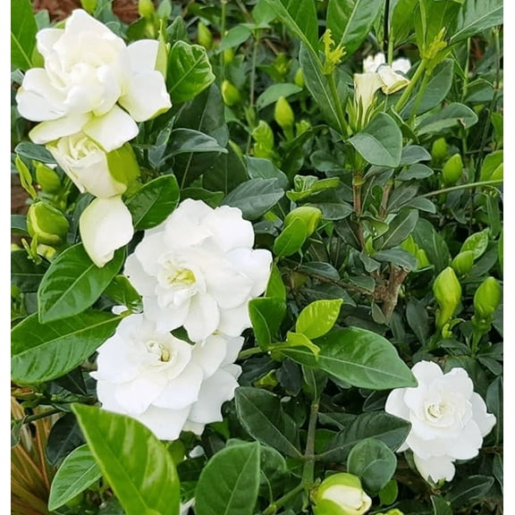 Aimee Gardenia Jasmine Plant Live Double White Jasmine Fragant Gardenia Flowers Bush Cape Jasmine Shurb 9-12 Inch Tall, Huge Bloom Flowers, Ship No Pot