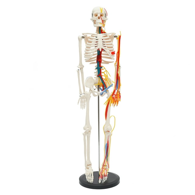 Aiqidi 34" Half Life Size Skeleton Model with neurological blood