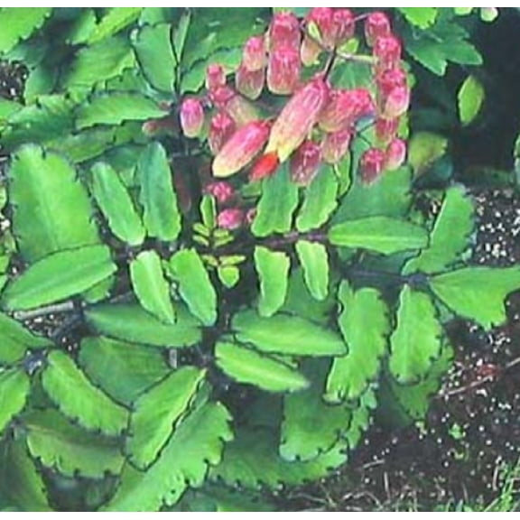 Air Leaves Roots Air Leaves Live Plants, Easy to Grow