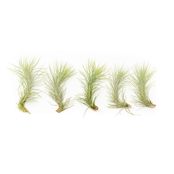 Air Plant Funkiana Tillandsia - Available in Wholesale and Bulk - Live Succulent House Plants - Home and Garden Decor - Easy Care Indoor and Outdoor Plants (Pack of 5)