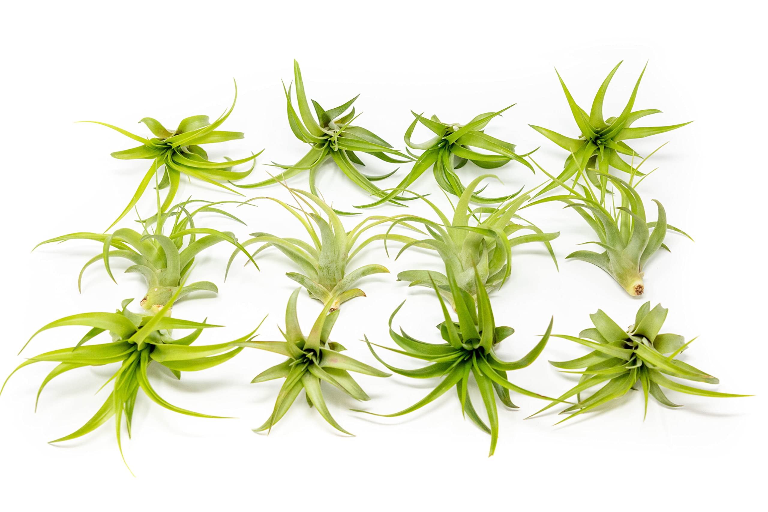 Air Plant Green Abdita Brachycaulos Tillandsia - Available in Wholesale ...