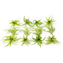 Air Plant Green Abdita Brachycaulos Tillandsia - Available in Wholesale and Bulk - Live Succulent House Plants ¬ Home and Garden Decor - Easy Care Indoor and Outdoor Plants (Pack of 12)