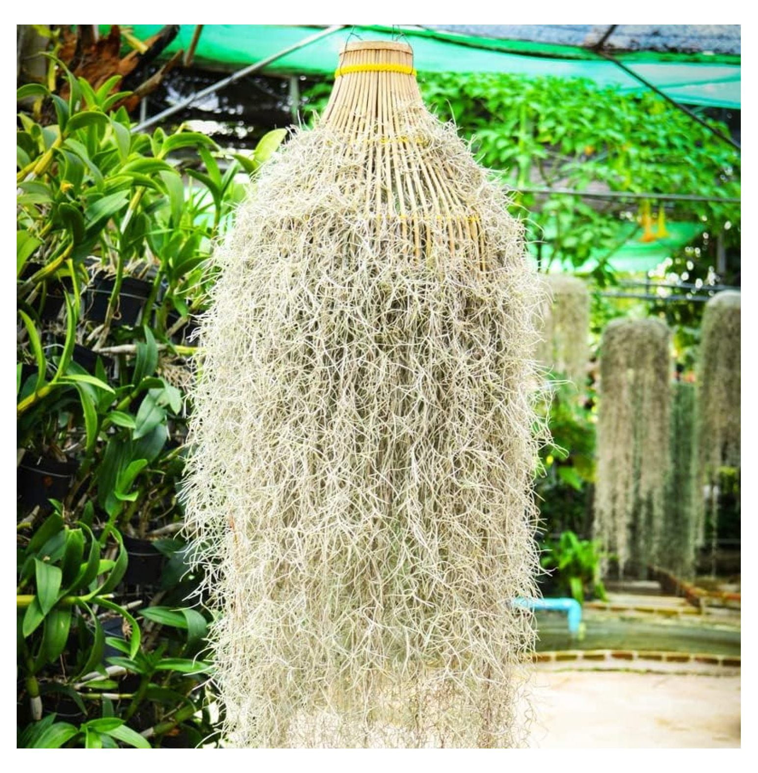Air Plant Live Spanish Moss Houseplants 1 Gallon Size to Grow