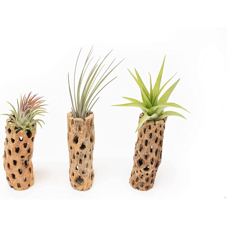 Air Plant Shop 6 Inch Natural Cholla Wood Container with Tillandsia  Assorted Air Plants- Wholesale and Bulk - Succulents - Live Tillandsia -  Easy Care Indoor and Outdoor House Plants (Pack of 1) - Walmart.com