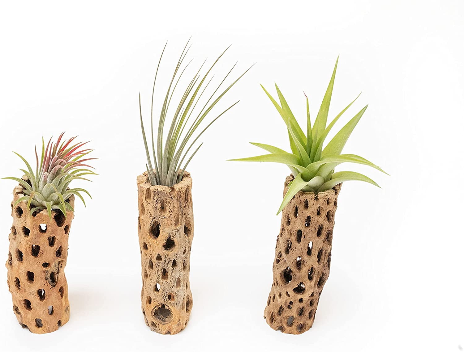 Natural Cholla Wood Container with Assorted Air Plants