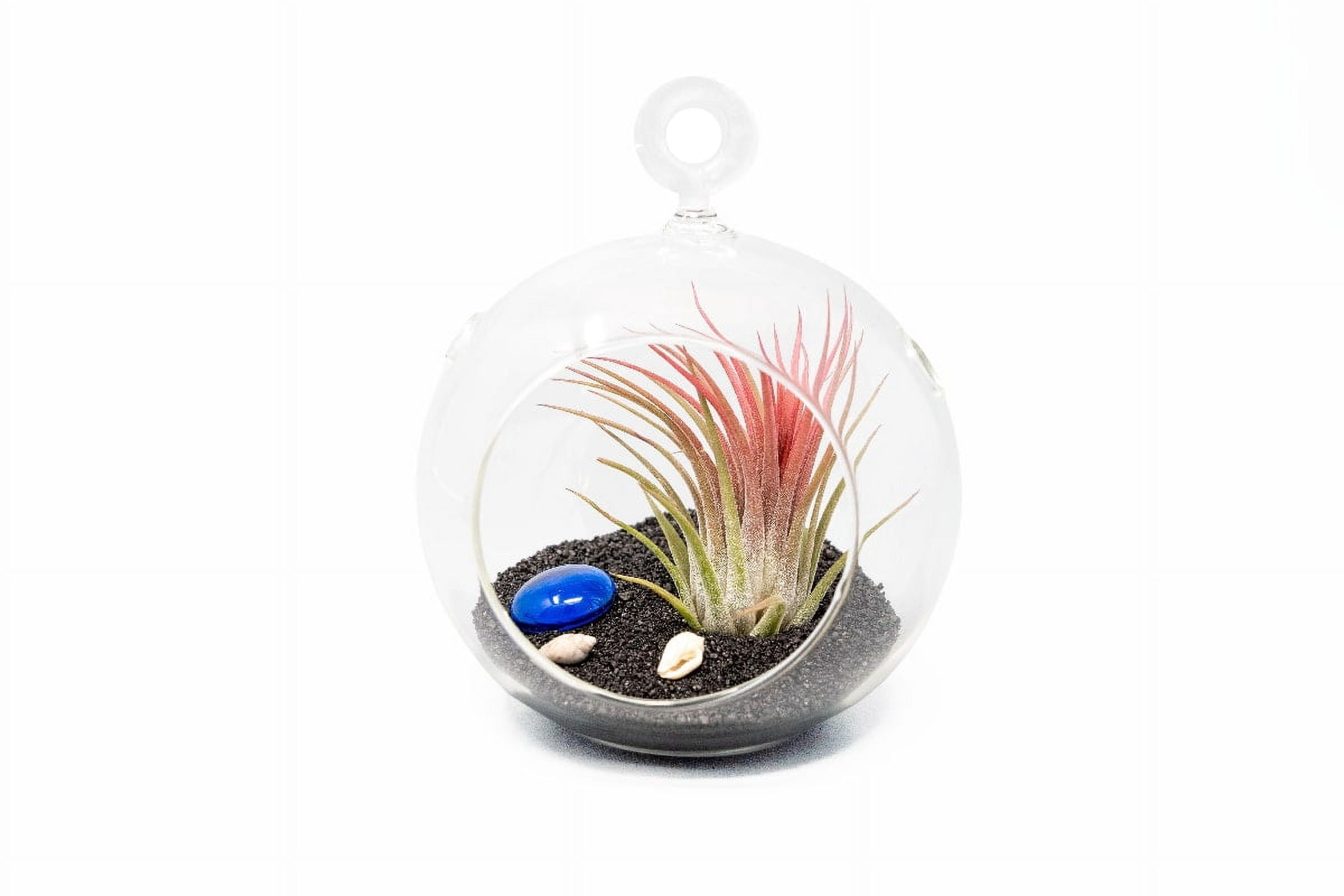 Air Plant Shop Black Beach Flat Bottom Terrarium Sets - Wholesale and Bulk - Succulents - Live Tillandsia - Easy Care Indoor and Outdoor House Plants (Pack of 1)