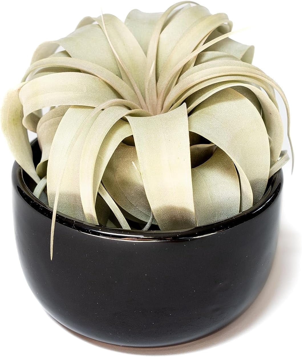 Air Plant Shop Black Glazed Terracotta Pot with Tillandsia Xerographica Air Plant - Wholesale and Bulk - Succulents - Live Tillandsia - Easy Care Indoor and Outdoor House Plants