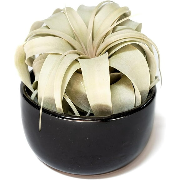 Air Plant Shop Black Glazed Terracotta Pot with Tillandsia Xerographica Air Plant - Wholesale and Bulk - Succulents - Live Tillandsia - Easy Care Indoor and Outdoor House Plants