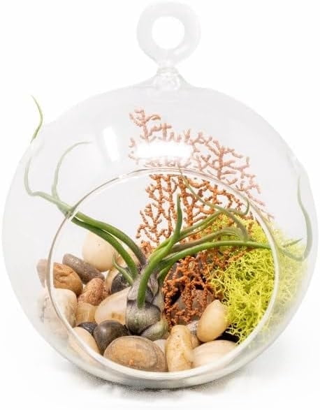 Air Plant Shop Bulbosa Seafan Terrarium with Tillandsia Bulbosa, Reindeer Moss, Sea Fan, & Stones - Wholesale and Bulk - Succulents - Live Tillandsia - Easy Care Indoor and Outdoor House Plants