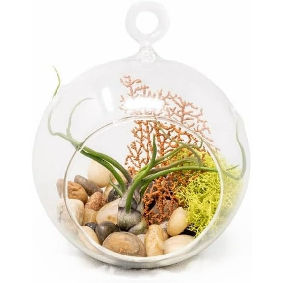 Air Plant Shop Bulbosa Seafan Terrarium with Tillandsia Bulbosa, Reindeer Moss, Sea Fan, & Stones - Wholesale and Bulk - Succulents - Live Tillandsia - Easy Care Indoor and Outdoor House Plants