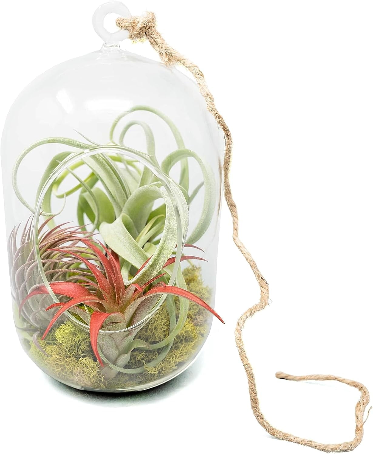 Air Plant Shop Capsule Terrarium with Moss and Tillandsia Air Plants - Wholesale and Bulk - Succulents - Live Tillandsia - Easy Care Indoor and Outdoor House Plants