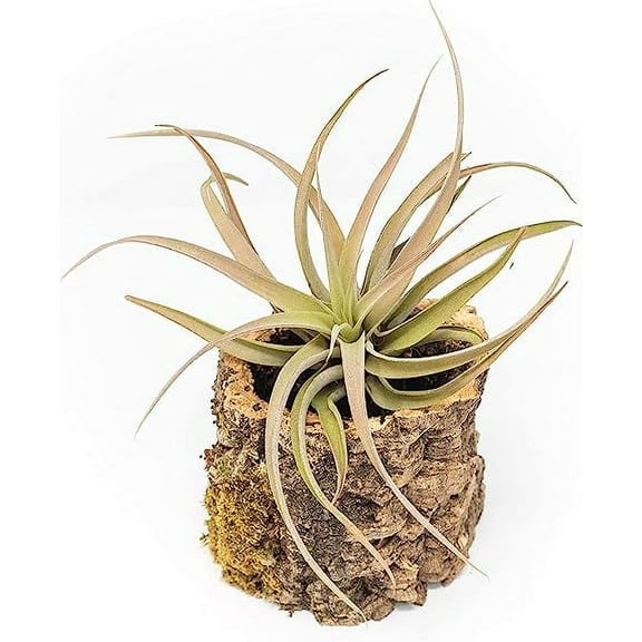 Air Plant Shop Cork Bark Planters with Assorted Air Plants- Wholesale and Bulk - Succulents - Live Tillandsia - Easy Care Indoor and Outdoor House Plants