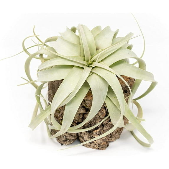 Air Plant Shop Cork Bark Planters with Small Xerographica air Plants- Wholesale and Bulk - Succulents - Live Tillandsia - Easy Care Indoor and Outdoor House Plants