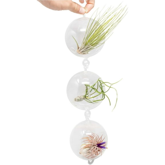 Double Hooks Terrariums with Tillandsia Juncea, Bulbosa, & Ionantha Air Plants- Wholesale and Bulk - Succulents - Live Tillandsia - Easy Care Indoor and Outdoor House Plants (Pack of 3)
