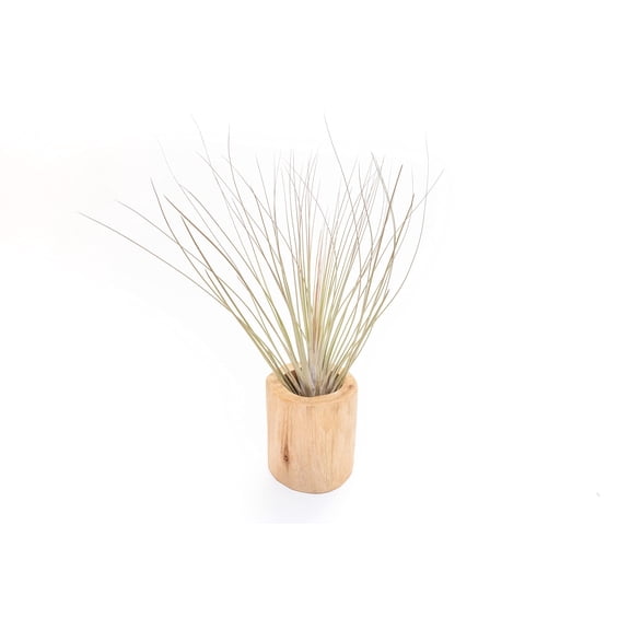 Air Plant Shop Driftwood Container with Custom Air Plant- Wholesale and Bulk - Succulents - Live Tillandsia - Easy Care Indoor and Outdoor House Plants (Juncea)