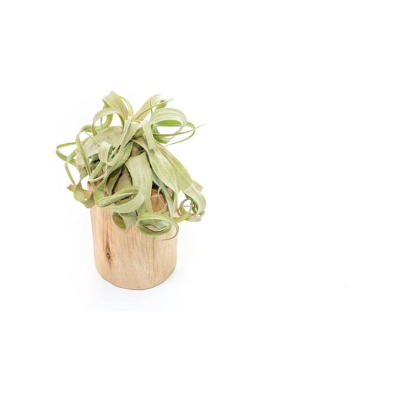 Air Plant Shop Driftwood Container with Custom Air Plant- Wholesale and Bulk - Succulents - Live Tillandsia - Easy Care Indoor and Outdoor House Plants (Streptophylla)