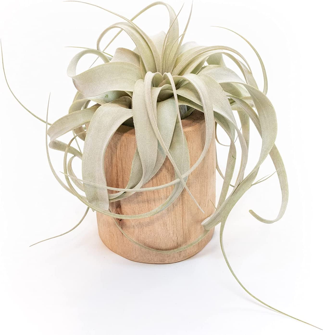 Air Plant Shop Driftwood Container with Custom Air Plant- Wholesale and Bulk - Succulents - Live Tillandsia - Easy Care Indoor and Outdoor House Plants (Xerographica)