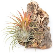 about aglaonema plant 5