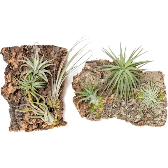 Air Plant Shop Fully Assembled Air Plant Cork Bark Displays - Wholesale and Bulk - Succulents - Live Tillandsia - Easy Care Indoor and Outdoor House Plants (Small)
