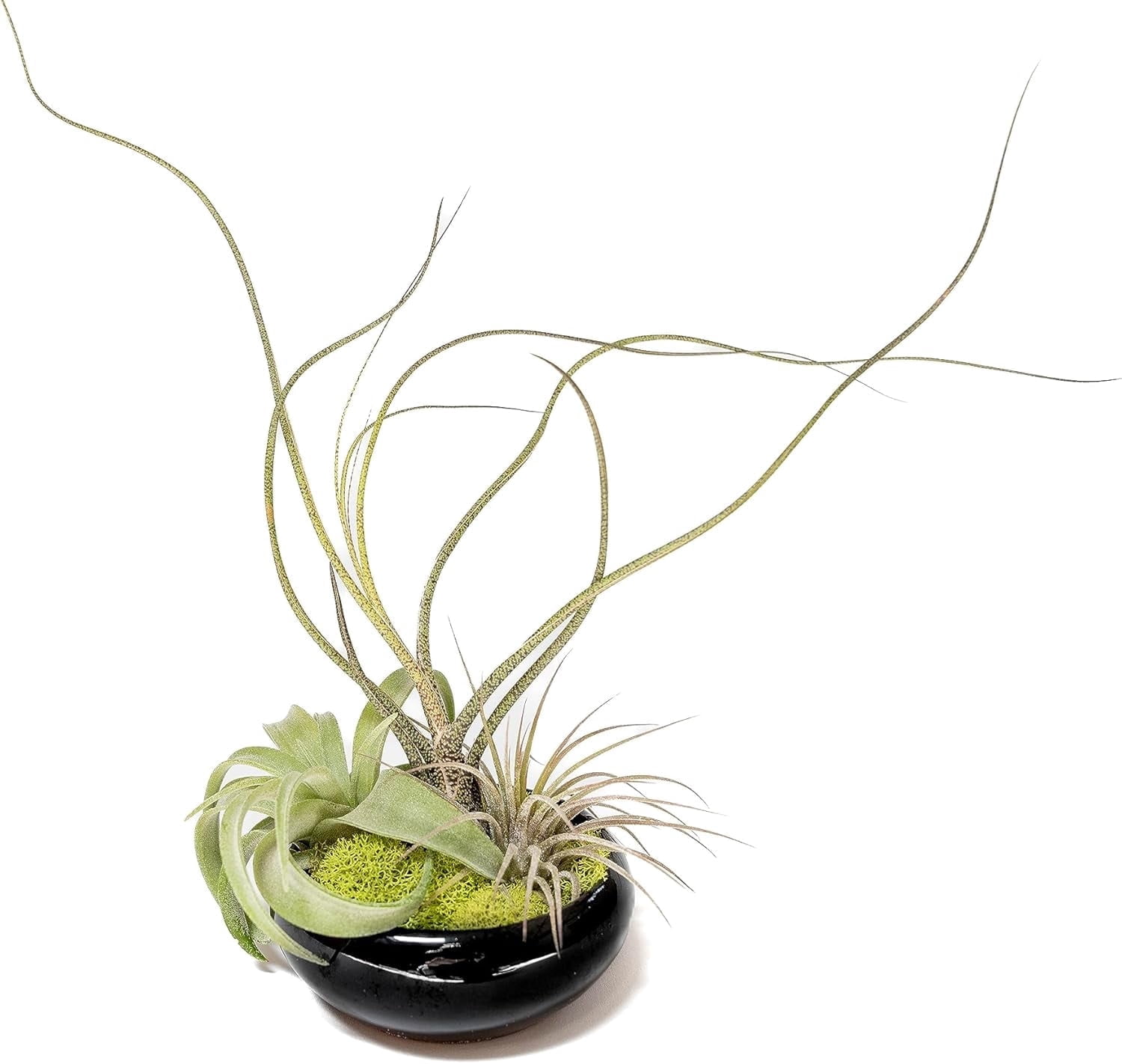 Air Plant Shop Fully Assembled Tillandsia Air Plant Dish Garden in Black Glazed Container - Wholesale and Bulk - Succulents - Live Tillandsia - Easy Care Indoor and Outdoor House Plants