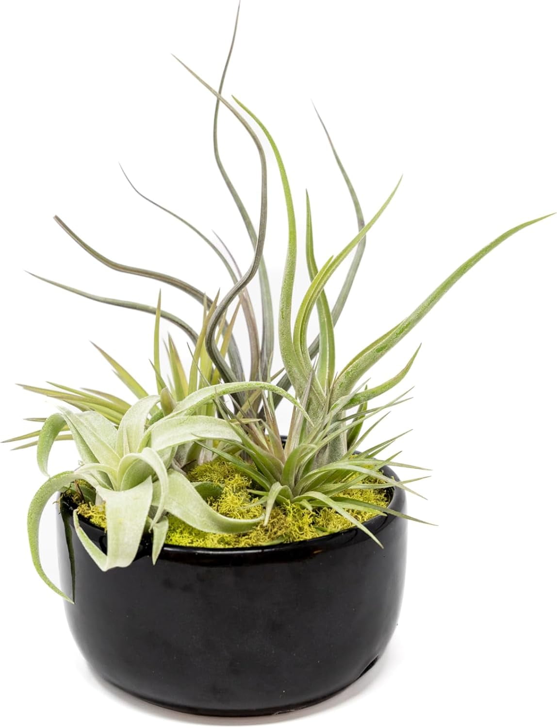 Air Plant Shop Large Assembled Air Plant Bowl Garden - Wholesale and Bulk - Succulents - Live Tillandsia - Easy Care Indoor and Outdoor House Plants (5 Assorted Air Plants)