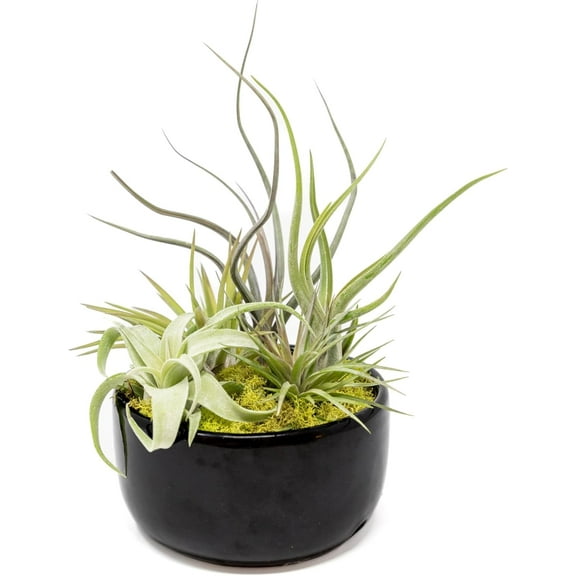 Air Plant Shop Large Assembled Air Plant Bowl Garden - Wholesale and Bulk - Succulents - Live Tillandsia - Easy Care Indoor and Outdoor House Plants (5 Assorted Air Plants)