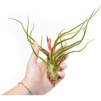 Air Plant Shop Large Bulbosa Belize Air Plants- Wholesale and Bulk - Succulents - Live Tillandsia - Easy Care Indoor and Outdoor House Plants (Pack of 1)