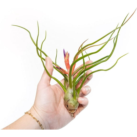 Air Plant Shop Large Bulbosa Belize Air Plants- Wholesale and Bulk - Succulents - Live Tillandsia - Easy Care Indoor and Outdoor House Plants (Pack of 1)