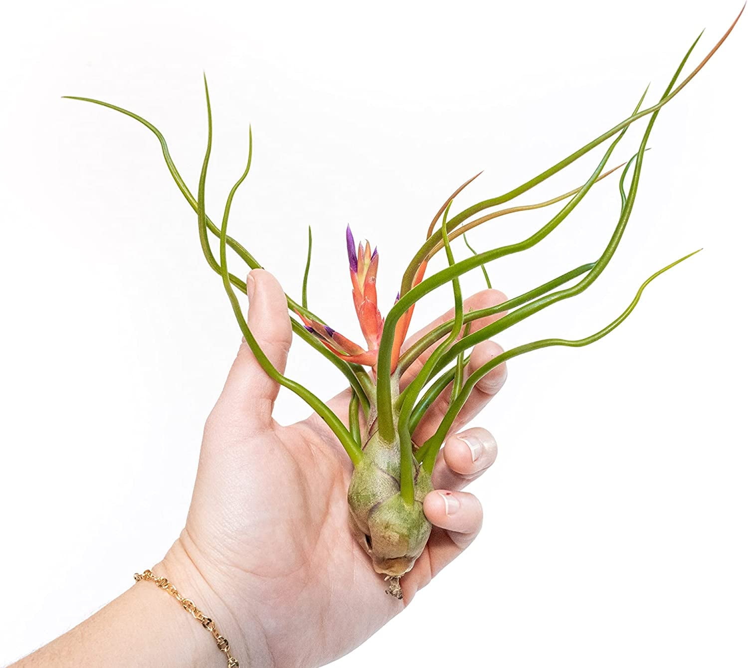 Air Plant Shop Large Bulbosa Belize Air Plants- Wholesale and Bulk - Succulents - Live Tillandsia - Easy Care Indoor and Outdoor House Plants (Pack of 5)