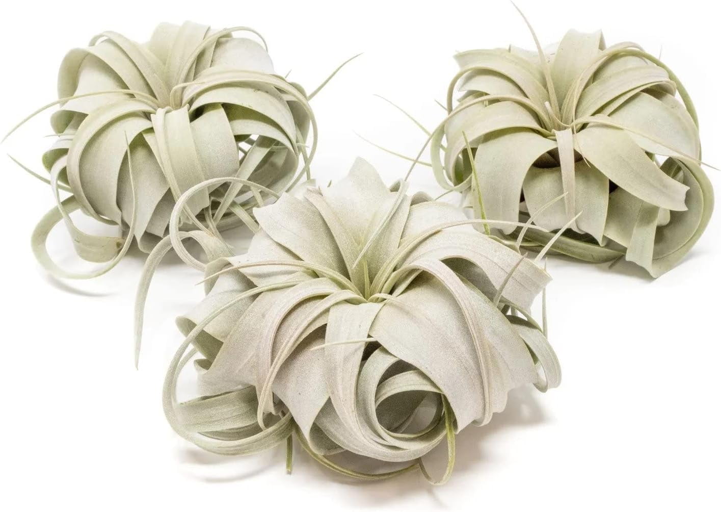 Air Plant Shop Mini Tillandsia Xerographica- Wholesale and Bulk - Succulents - Live Tillandsia - Easy Care Indoor and Outdoor House Plants (Pack of 3)