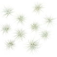 thumbnail image 1 of Air Plant Shop Rare Tectorum Ecuador Air Plants - Unique, Bright White, Nursery-Grown Tillandsia House Plant with Fuzzy Trichomes for Terrariums, Driftwood & Living Walls - Wholesale (Pack of 10), 1 of 13