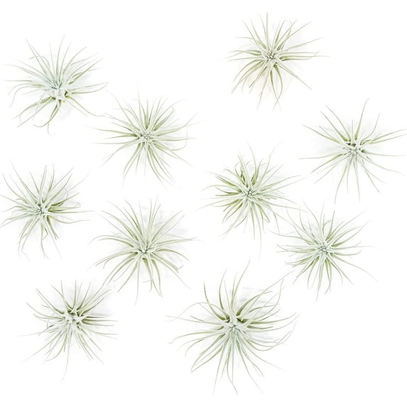 Air Plant Shop Rare Tectorum Ecuador Air Plants - Unique, Bright White, Nursery-Grown Tillandsia House Plant with Fuzzy Trichomes for Terrariums, Driftwood & Living Walls - Wholesale (Pack of 10)