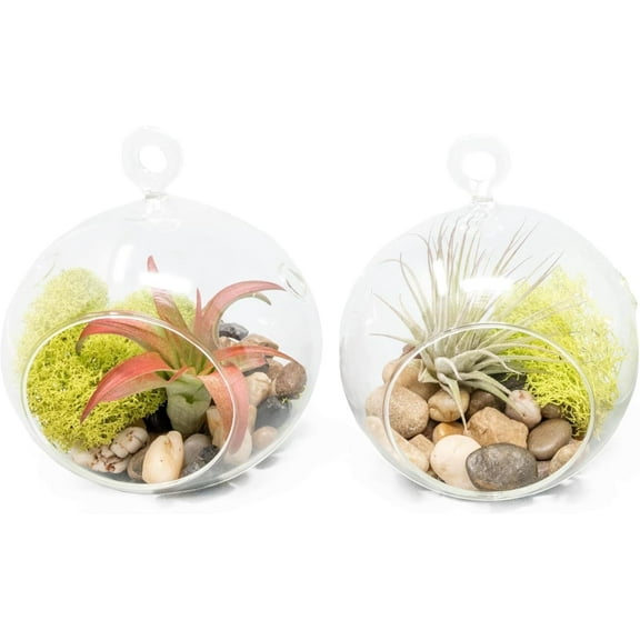 Air Plant Shop Set of 2 Stunning Hanging Glass Terrariums with Flat Bottoms - Wholesale and Bulk - Succulents - Live Tillandsia - Easy Care Indoor and Outdoor House Plants