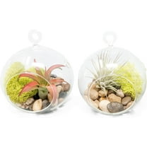 Air Plant Shop Set of 2 Stunning Hanging Glass Terrariums with Flat Bottoms - Wholesale and Bulk - Succulents - Live Tillandsia - Easy Care Indoor and Outdoor House Plants